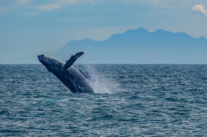 Do nordeste ao sul do Brasil, a temporada de whale watching possui embarcações regulamentadas para atender os turistas.