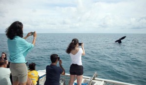 Espetáculo de baleias jubartes no litoral baiano segue até novembro