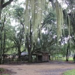 As famosas árvores "barba-de-velho" são encontradas por todo o Sul dos Estados Unidos