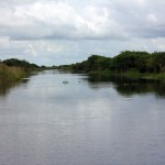 Com sorte, os turistas podem encontrar os alligators durante o passeio