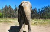 Viracopos prepara operação especial para receber a elefanta Ramba