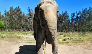 Viracopos prepara operação especial para receber a elefanta Ramba