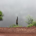 Durante o percurso é possível avistar mais de 260 especie de aves