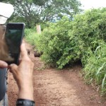 Durante o trajeto, era comum encontrar com capivaras, jacarés e aves como a Arara Azul e o Tuiuiú