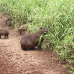 Durante o safári, existe a possibilidade de ver animais típicos da região como ossibilidade de ver capivaras, jacarés, martinho pescador, ariranhas e cervos