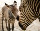 Animal Kingdom inicia 2020 com chegada de dois novos filhotes