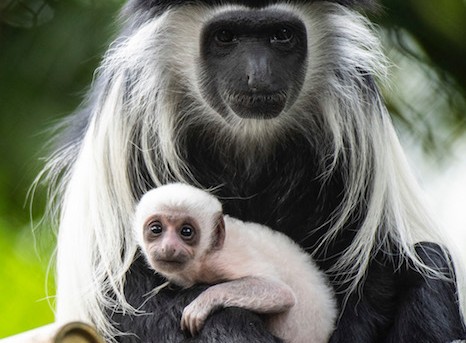 Animal Kingdom inicia 2020 com chegada de dois novos filhotes yrkhwbuyg377986
