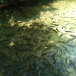 Águas crsitalinas e peixes coloridos no Balneário Estivado