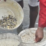 A pesca dos mariscos e sururus é a principal atividade economica da ilha A pesca dos mariscos e sururus é a principal atividade economica da ilha