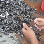 O processo da pesca até a venda dos mariscos leva o dia inteiro, e o quilo do produto custa em torno de R$12