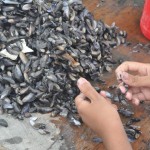 O processo da pesca até a venda dos mariscos leva o dia inteiro, e o quilo do produto custa em torno de R$12 O processo da pesca até a venda dos mariscos leva o dia inteiro, e o quilo do produto custa em torno de R$12