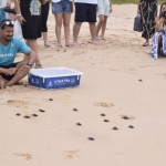 Biólogo solta cerca de 20 tartarugas em contato com o mar pela primeira vez