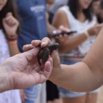 Hóspedes entram em contato com filhotes de tartarugas marinhas