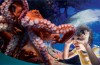 SeaWorld lança site para curtir atrações dos parques virtualmente