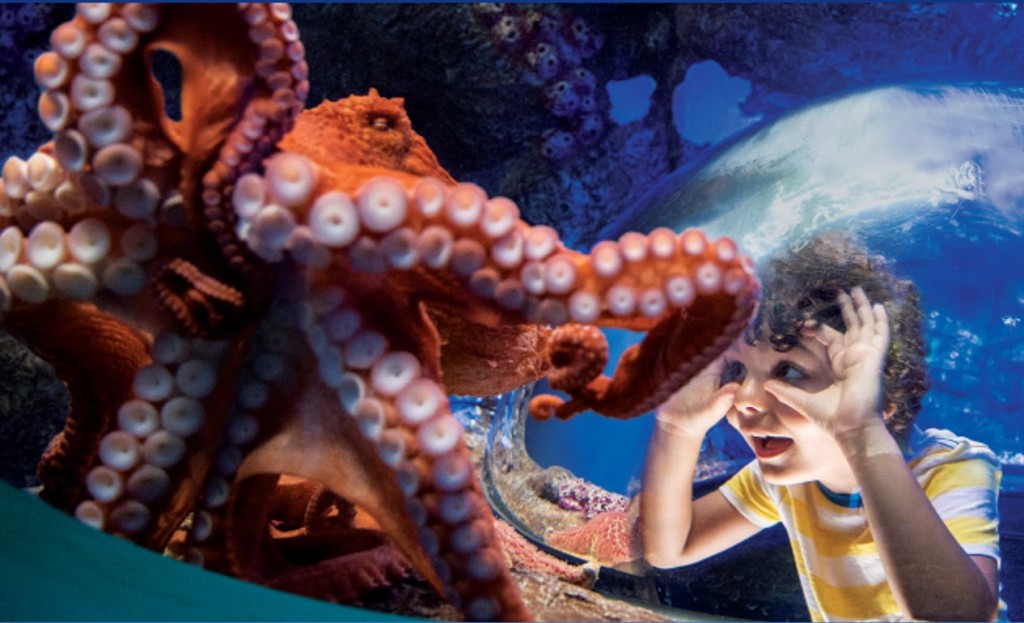 SeaWorld lança site para curtir atrações dos parques virtualmente 1 unnamed