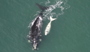 Temporada de observação de baleias em Santa Catarina começa em julho