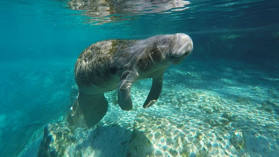 Visit Florida oferece atrações virtuais durante a pandemia 1 Crystal River é um dos atrativos que oferece atividades online