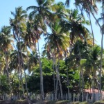 Coqueirais enfeitam toda a rola de Carneiros