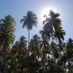 Extensos coqueirais em toda a orla de Porto de Galinhas