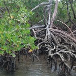Manguezal do rio Maracaípe é o berçário de espécies como o cavalo-marinho
