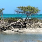 Vegetação típica de mangue nos arrecifes de Carneiros