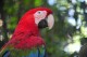 Parque das Aves espera mais de 6 mil visitantes no feriadão de Finados