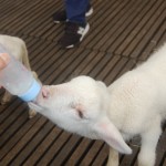 Amamentação de ovelhas filhotes