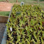 Espécies de mudas de orquideas brasileiras em produção