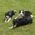 Grupo de Borders Collies