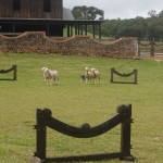 Três cães trabalhando juntos