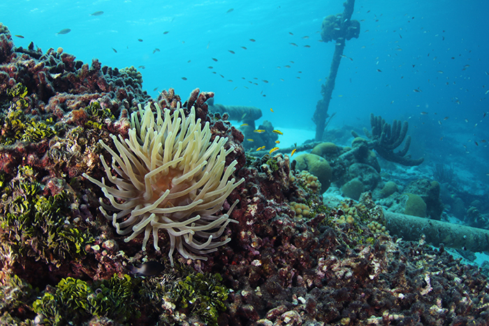 Detalhe-de-Directors-Bay---Credito-Dive-Curacao