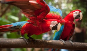 Parque das Aves reformula Viveiro das Araras para melhor experiência