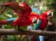 Parque das Aves reformula Viveiro das Araras para melhor experiência