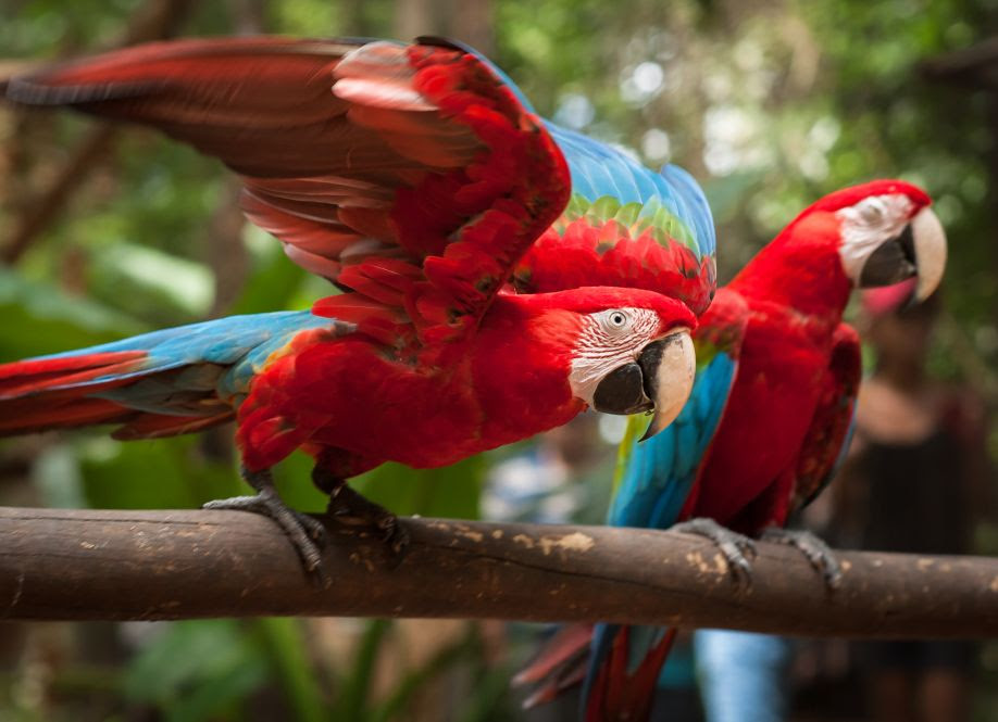 Parque das Aves reformula Viveiro das Araras para melhor experiência unnamed (2)