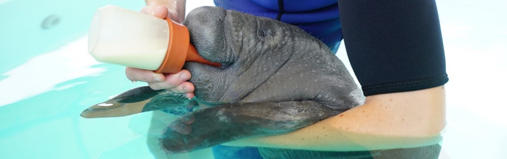 SeaWorld lança página dedicada ao trabalho e à preservação de animais unnamed