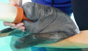 SeaWorld lança página dedicada ao trabalho e à preservação de animais