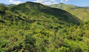 Vale do Café (RJ) ganha projeto de reflorestamento