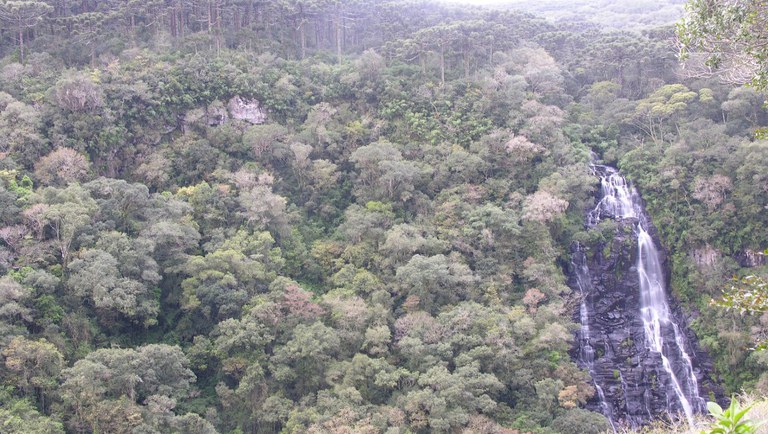 Governo publica edital de concessão da Floresta Nacional de São Francisco de Paula fa4d5046-e586-4485-9aae-1200cbdcfb79