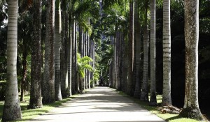 Jardim Botânico do Rio de Janeiro reajusta valores dos ingressos