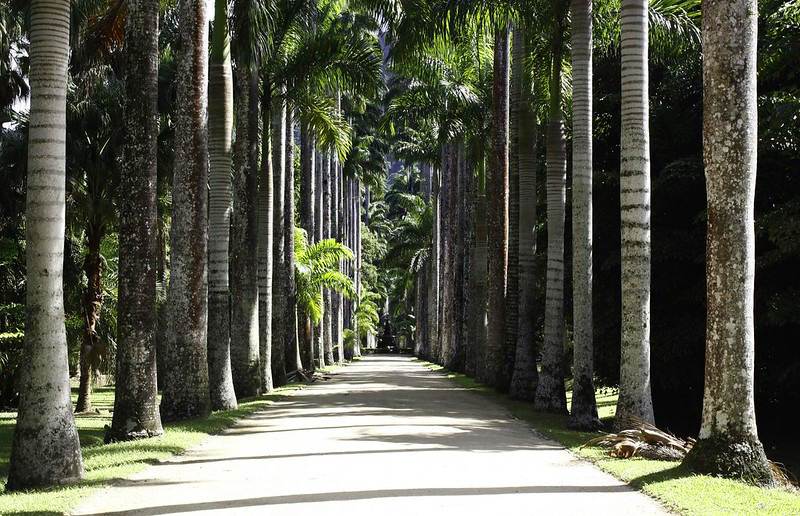 Parques e Atrações 8 jardim botanico Flickr IPJBRJ Parques e Atrações