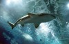 AquaRio realiza 4° Shark Week durante o mês de julho