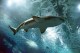 AquaRio realiza 4° Shark Week durante o mês de julho