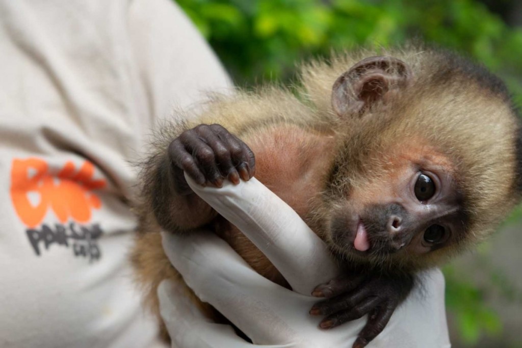 Rio CVB anuncia BioParque como novo associado bioparque divulgação