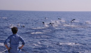 Mônaco passa a contar com observação de baleias e golfinhos