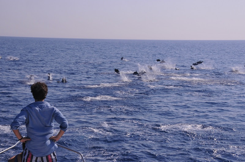 Mônaco passa a contar com observação de baleias e golfinhos unnamed