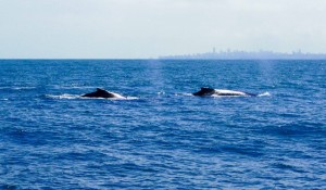 Salvador tem primeira temporada turística de observação de baleias