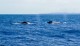 Salvador tem primeira temporada turística de observação de baleias