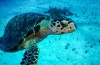 MSC celebra nascimento das primeiras tartarugas-marinhas em Ocean Cay