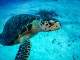 MSC celebra nascimento das primeiras tartarugas-marinhas em Ocean Cay
