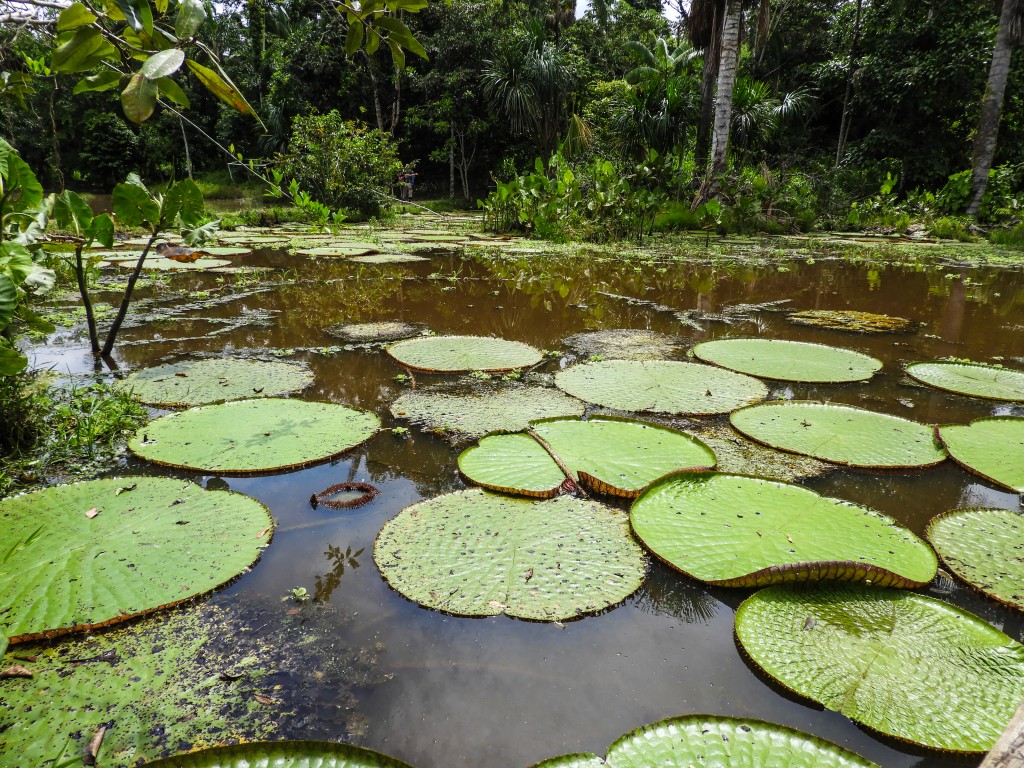 Amazonia Colombiana conta com cenários únicos